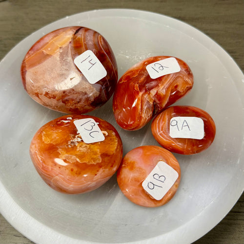 Carnelian Palms - You Choose!