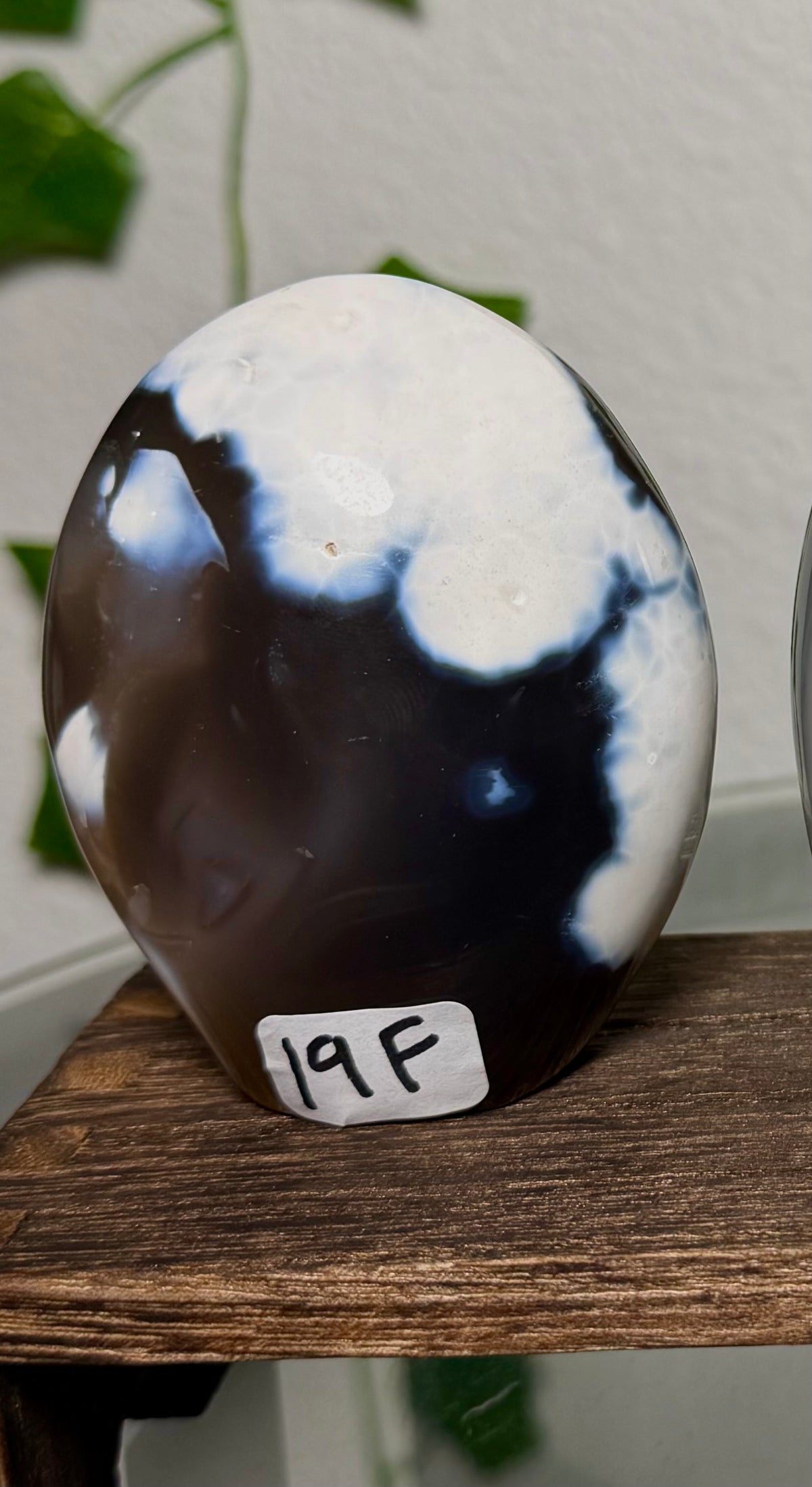 You Choose-Orca Agate Freeforms