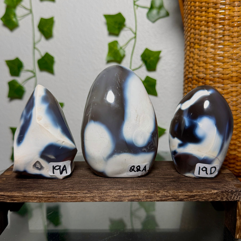 You Choose-Orca Agate Freeforms